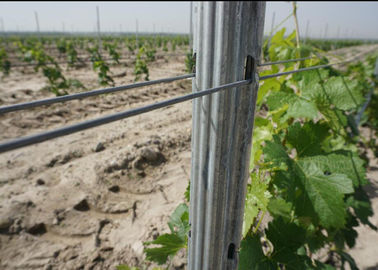 275gr HDG 54x30mm Height 2.4m Grape Trellis Posts