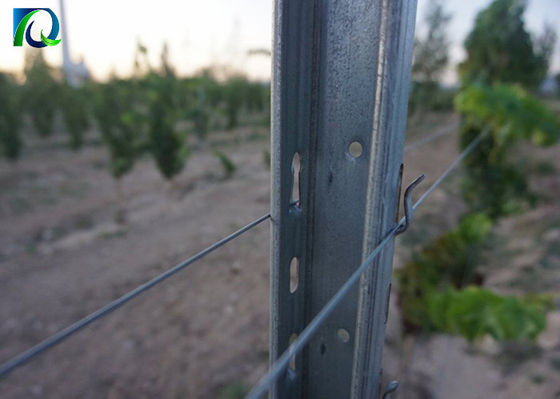โพสต์ Trellis Vineyard 50x40MM ชุบสังกะสีสำหรับสวนไวน์ขนาดใหญ่