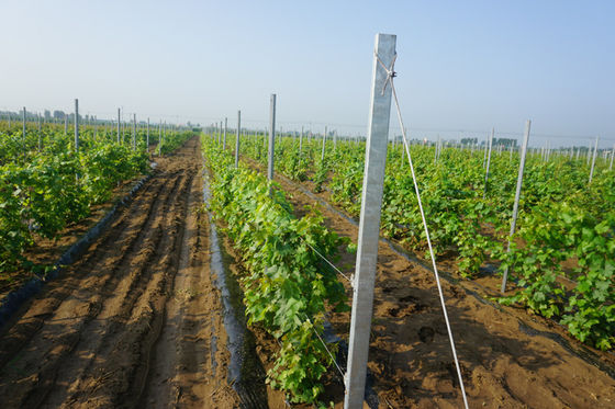 8 ฟุตชุบสังกะสี H Hole Type 2mm Vineyard Trellis โพสต์