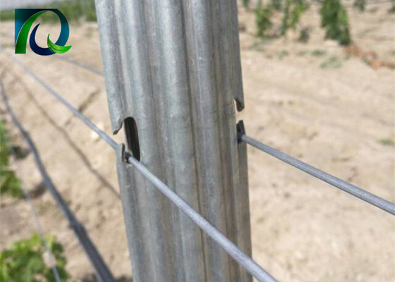 Steel Metal 1.8m Vineyard Trellis โพสต์สำหรับลวด 1.6-3.0MM